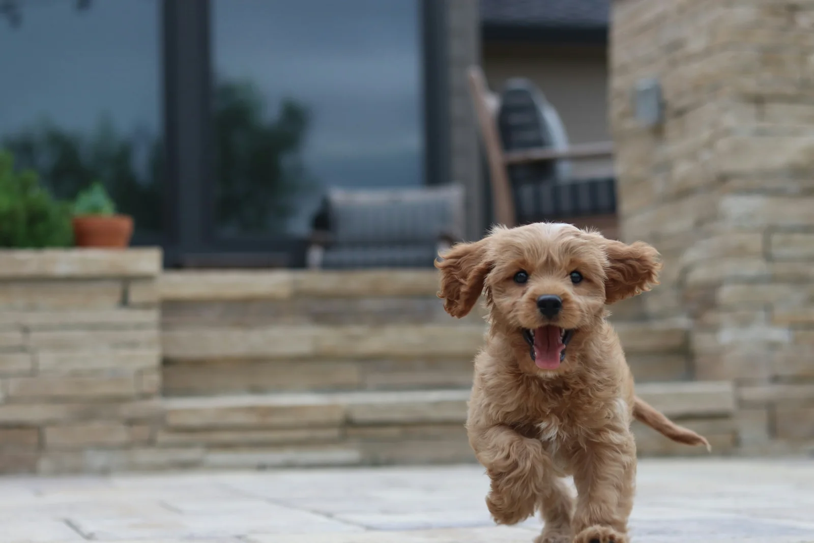 A curly-coated puppy running toward the camera across the stone patio of a home, ears flying