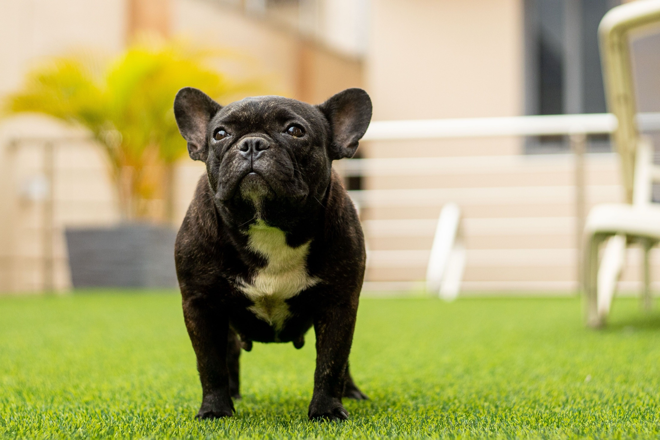 A French bulldog standing on the artificial turf of a residential terrace
