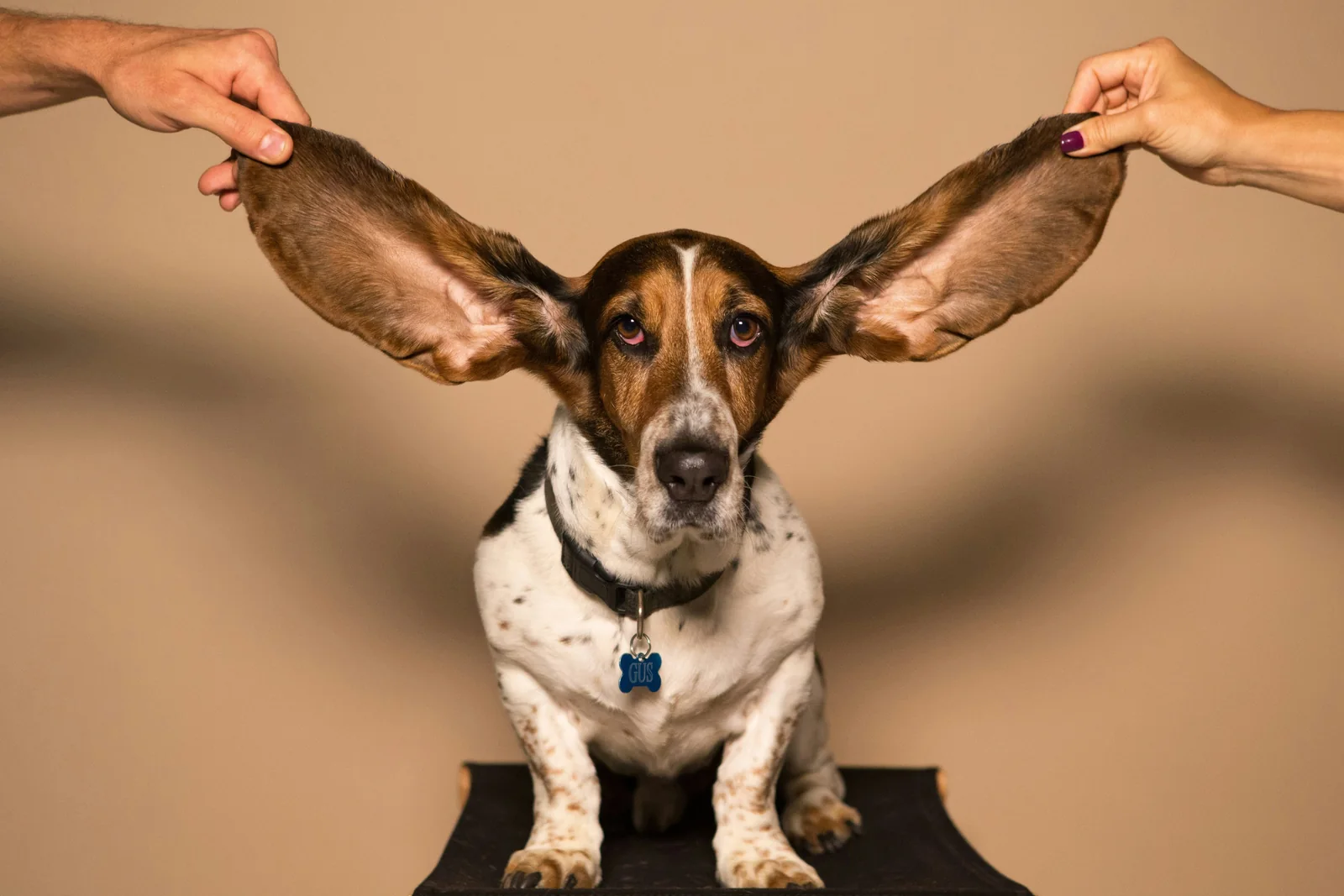 A basset hound sitting with both of its long ears held up and out by a hand on either side