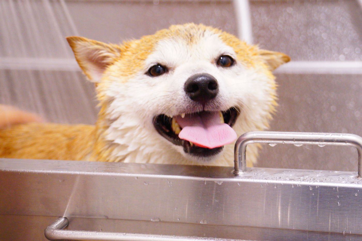 A wet, happy shiba inu leaning on the edge of a steel dog-wash tub