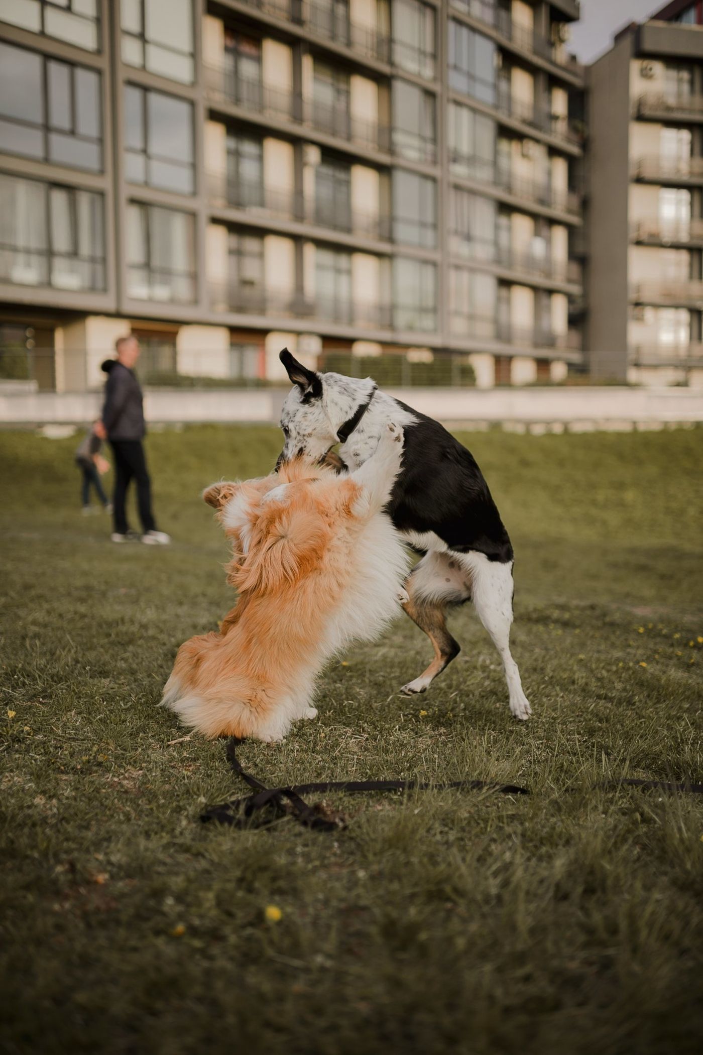 Two dogs playing on the lawn in front of a mid-rise apartment building while their owner watches