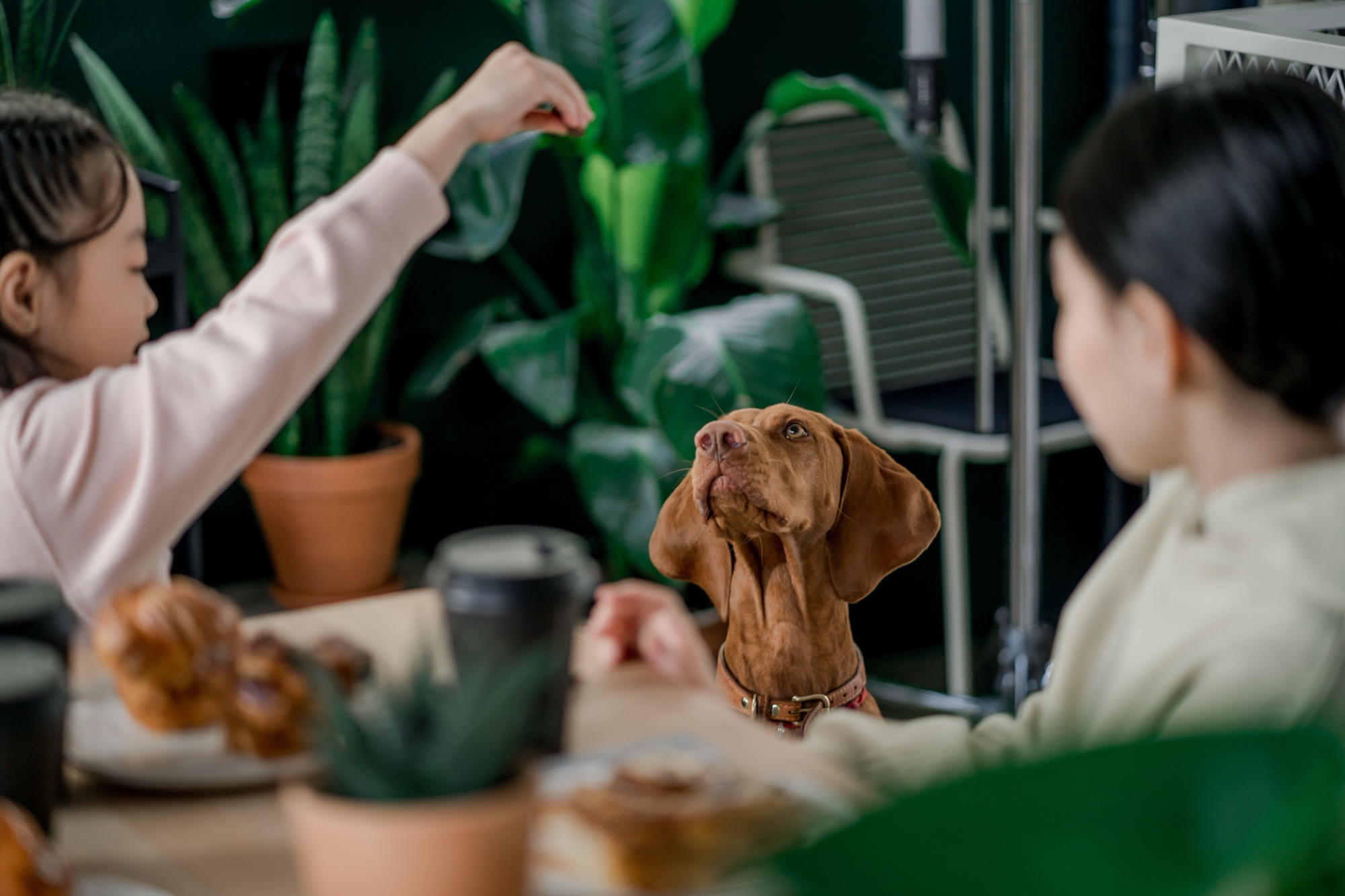 A vizsla at a café table looking up as a child holds out a treat