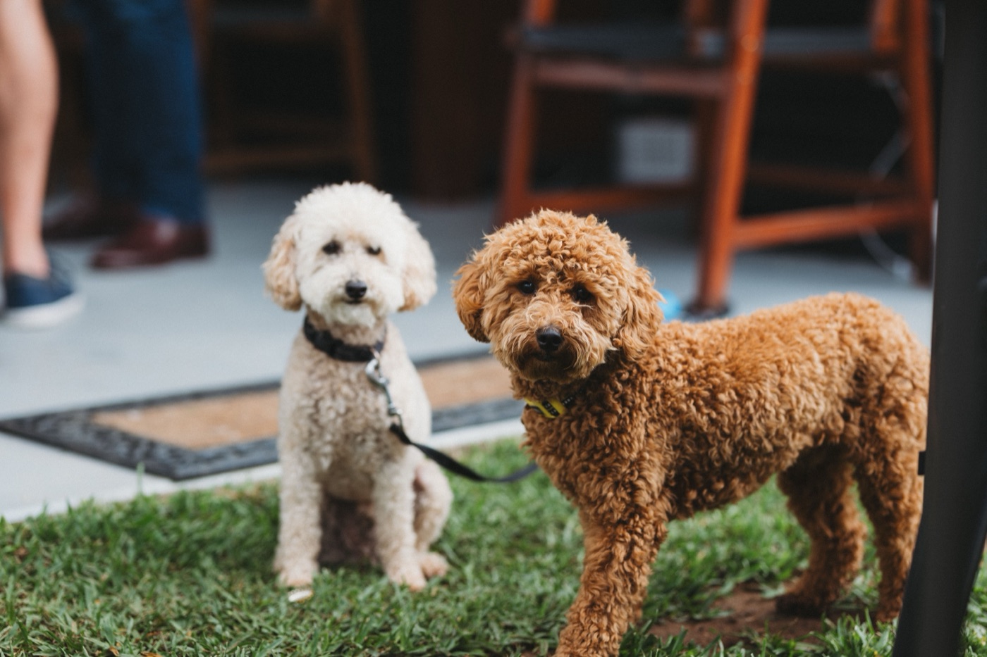 Two poodles on a leash standing on grass, looking toward the camera, with people and a patio table blurred behind them