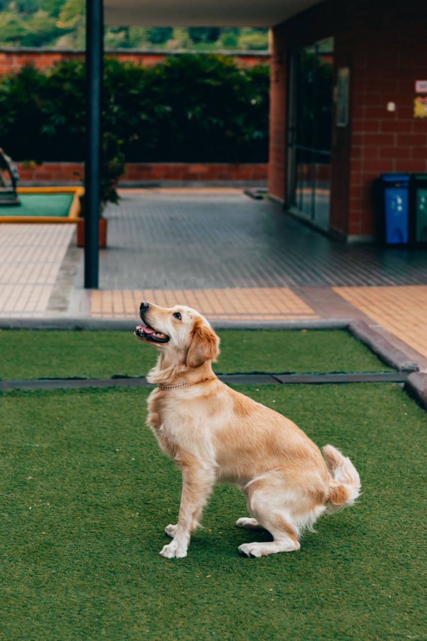A golden retriever sitting on artificial turf outside a covered walkway, looking up and off to the side