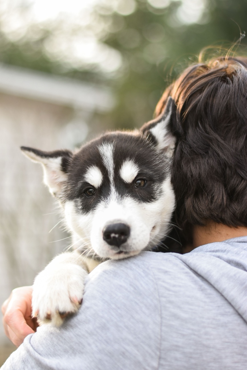 A husky puppy resting its chin on its owner's shoulder while being held outdoors