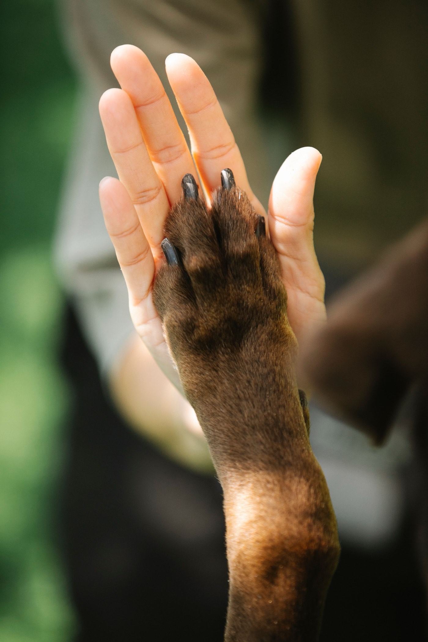 A dog resting its paw against an open human hand, held palm to pad